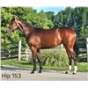 Image 1 : Filly Oxbow Carat's Song