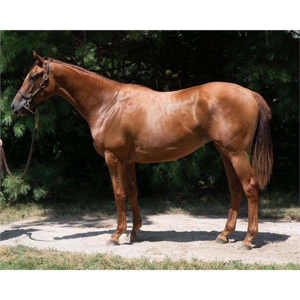 Filly Avie's Flatter Carrera Cat