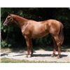 Image 1 : Filly Avie's Flatter Carrera Cat
