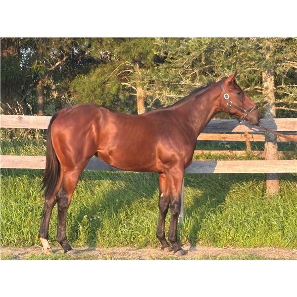 Filly Souper Speedy Daddy's Great Bay