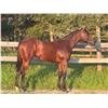 Image 1 : Filly Souper Speedy Daddy's Great Bay