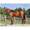 Image 1 : Colt Known Agenda Dance Ready