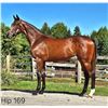 Image 1 : Filly Higher Power Dance Thewayyouare