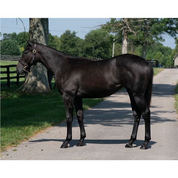 Filly Cairo Prince Dancing Ghost
