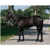Image 1 : Filly Cairo Prince Dancing Ghost