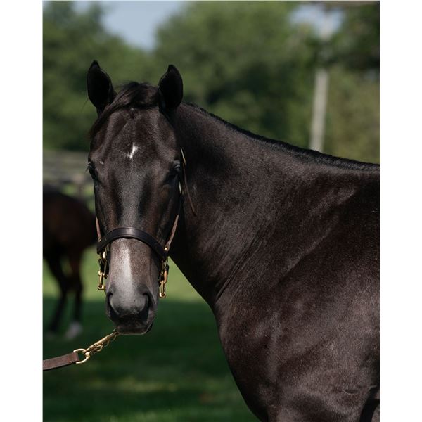 Colt Ami's Flatter Desdemona