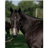 Image 1 : Colt Ami's Flatter Desdemona