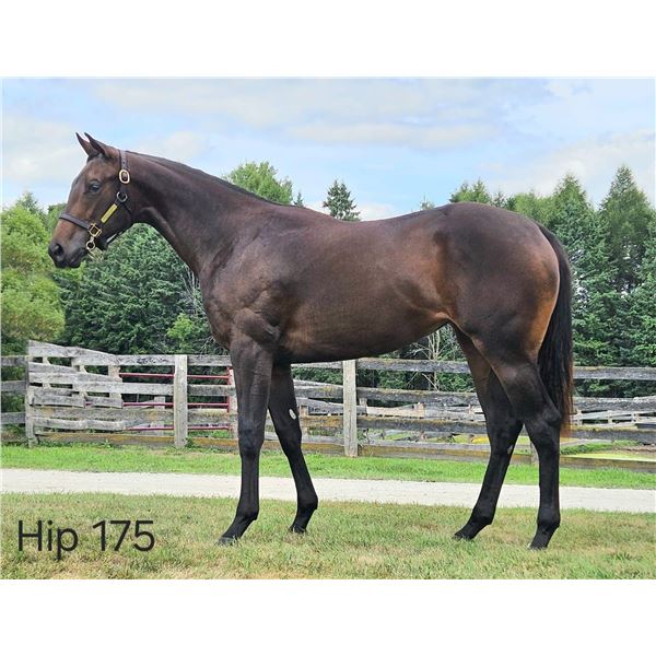 Filly Souper Speedy Diner's Diva