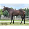 Image 1 : Filly Souper Speedy Diner's Diva
