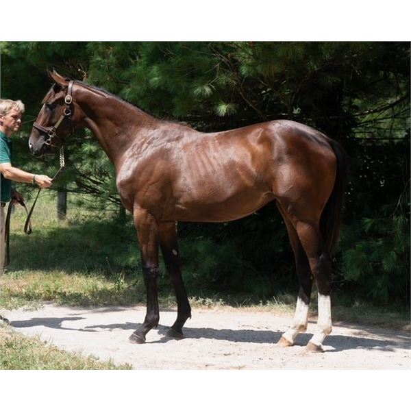 Filly Sharp Azteca Dynasonet