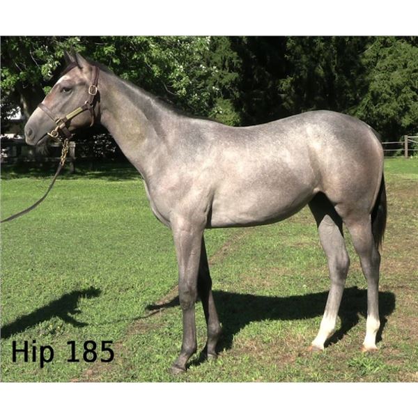 Filly Society's Chairman Factoring