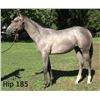 Image 1 : Filly Society's Chairman Factoring