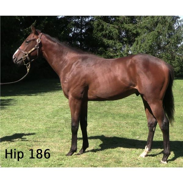 Colt Vino Rosso Fleeting Sensation