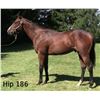 Image 1 : Colt Vino Rosso Fleeting Sensation
