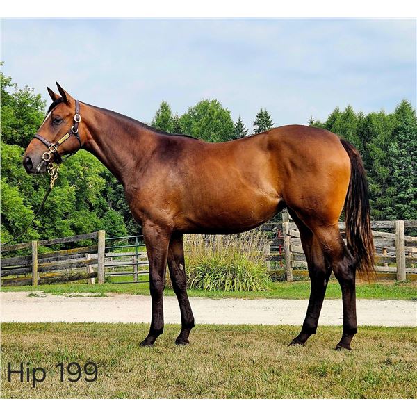Filly Flameaway Goldstorm Glory