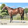 Image 1 : Colt Mitole Goldstryke Glory