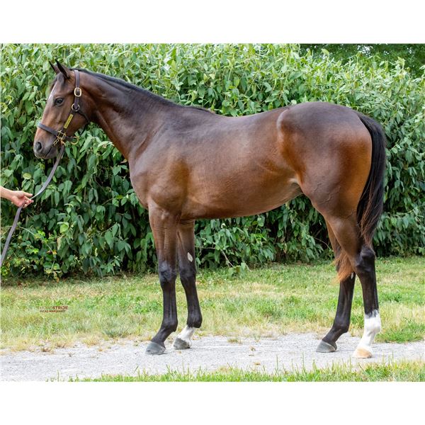 Colt Lookin At Lucky Henley Hill (GB)