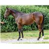Image 1 : Colt Lookin At Lucky Henley Hill (GB)