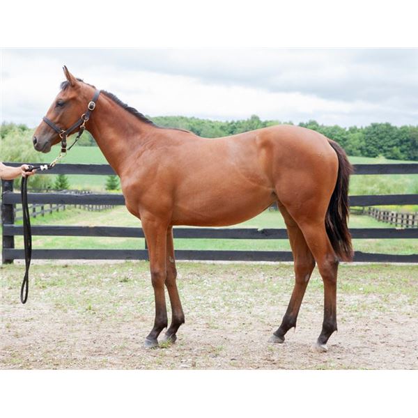 Filly Audible I'm Mom's Favorite