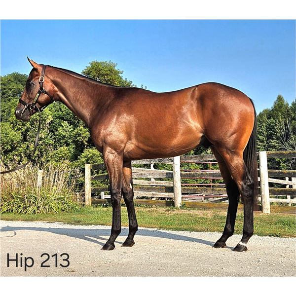 Colt Avie's Flatter Island Fever