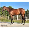 Image 1 : Colt Avie's Flatter Island Fever
