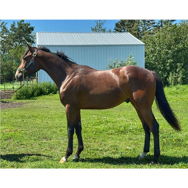 Gelding Fed Biz Trail of Letters