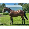 Image 1 : Gelding Fed Biz Trail of Letters