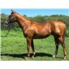 Image 1 : Filly Mank Via Bendita