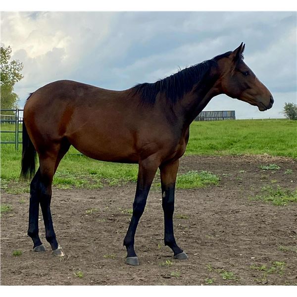 Filly Absolutely Stylish Blackberry Lisa