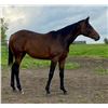 Image 1 : Filly Absolutely Stylish Blackberry Lisa