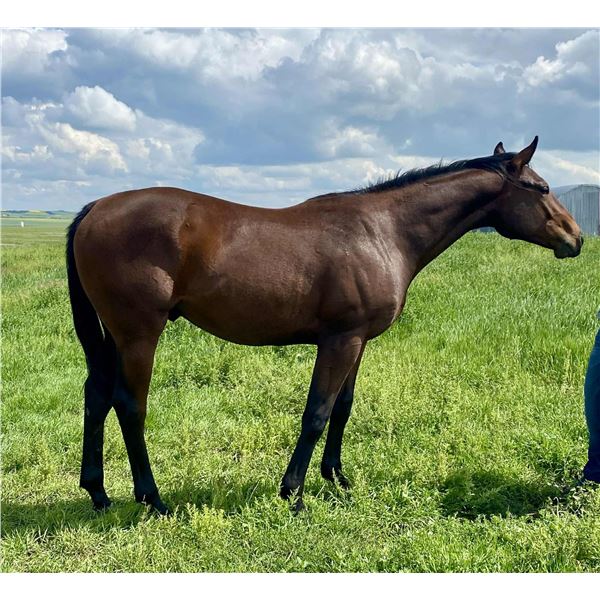 Colt Fed Biz Motara