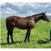 Image 1 : Colt Fed Biz Motara