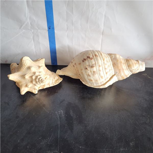 Lot of 2 Very Large conch Shells Very little to no damage