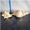 Image 1 : Lot of 2 Very Large conch Shells Very little to no damage