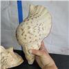 Image 2 : Lot of 2 Very Large conch Shells Very little to no damage
