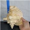 Image 3 : Lot of 2 Very Large conch Shells Very little to no damage