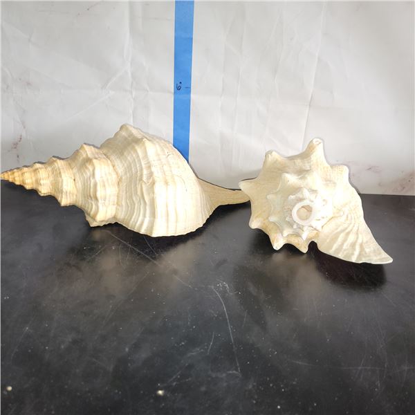 Lot of 2 Very Large conch Shells Very little to no damage