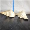 Image 1 : Lot of 2 Very Large conch Shells Very little to no damage