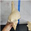 Image 2 : Lot of 2 Very Large conch Shells Very little to no damage