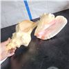 Image 4 : Lot of 2 Very Large conch Shells Very little to no damage
