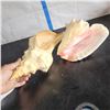 Image 5 : Lot of 2 Very Large conch Shells Very little to no damage
