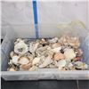 Image 15 : Large Plastic Tote of Various Sea Shells