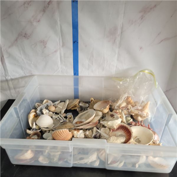 Large Plastic Tote of Various Sea Shells