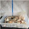 Image 1 : Large Plastic Tote of Various Sea Shells