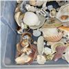 Image 2 : Large Plastic Tote of Various Sea Shells
