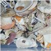Image 4 : Large Plastic Tote of Various Sea Shells