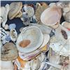 Image 5 : Large Plastic Tote of Various Sea Shells