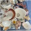 Image 6 : Large Plastic Tote of Various Sea Shells