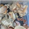 Image 7 : Large Plastic Tote of Various Sea Shells