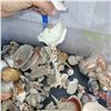 Image 8 : Large Plastic Tote of Various Sea Shells